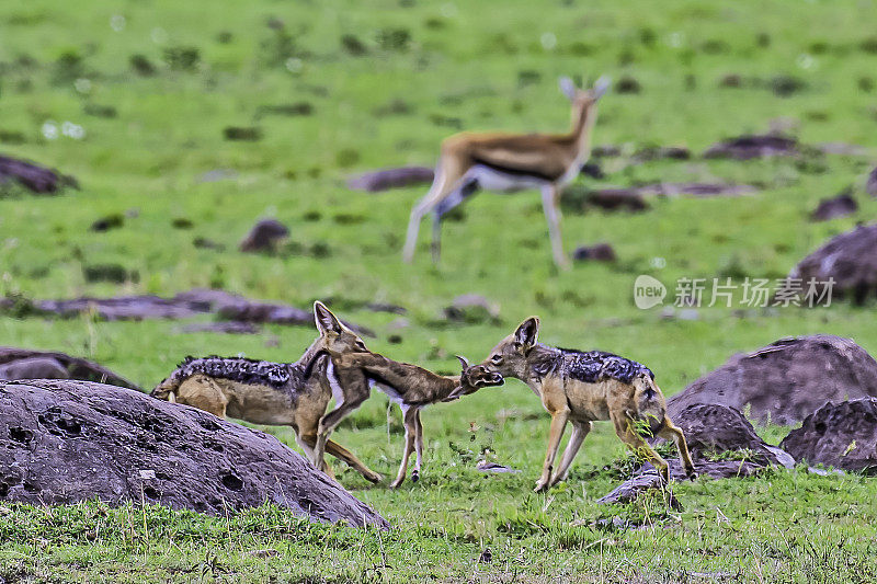 黑背豺狼(Canis mesomelas)，又称银背豺狼或红背豺狼，是豺狼的一种。肯尼亚马赛马拉国家保护区。猎捕一只小汤姆逊瞪羚。